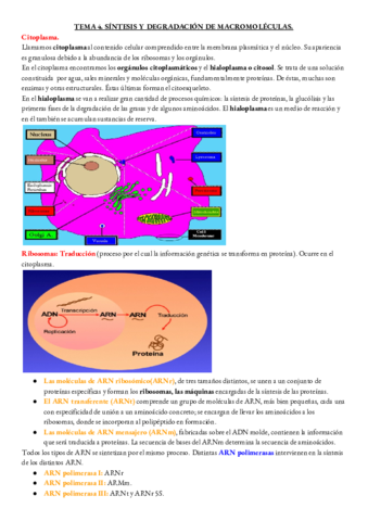 BIOLOGIA-TEMA-4.pdf