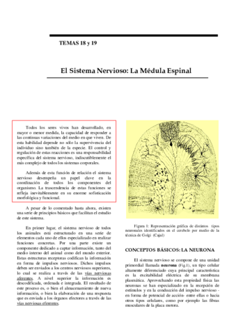 SISTEMA-NERVIOSO-1.pdf