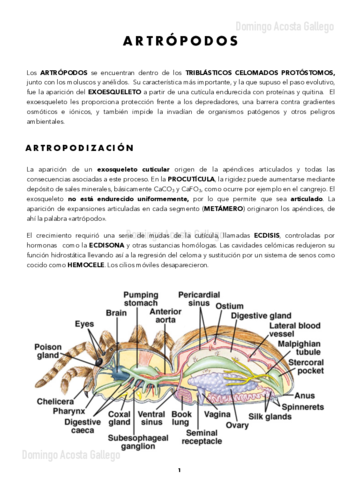 Artropodos.pdf
