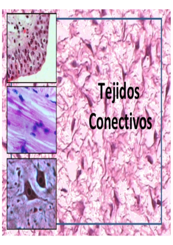 Histologia-2.pdf