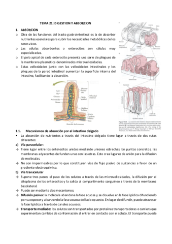 21-digestion-y-absorcion.pdf