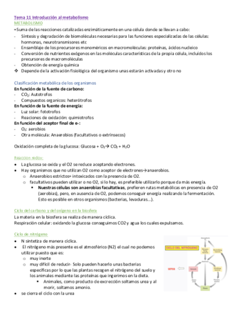 Tema-11-Introduccion-al-metabolismo.pdf