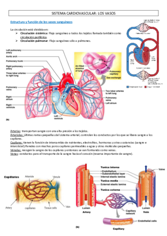 Fisiologia-5.pdf