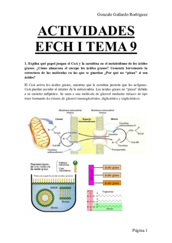 ACTIVIDADES-EFCH-I-TEMA-9.pdf