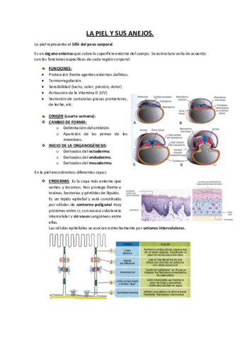 LA-PIEL-Y-SUS-ANEJOS.pdf