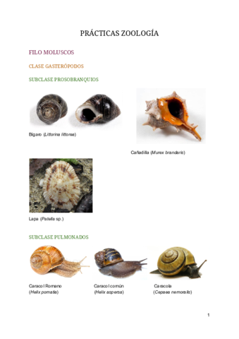 PRACTICA-ZOOLOGIA-2.pdf