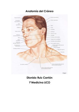 Anatomía del Cráneo Completo.pdf