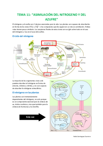 Tema-11-Asimilacion-del-nitrogeno-y-azufre.pdf