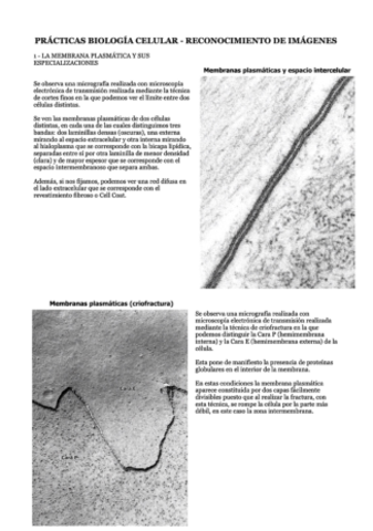 1-La-Membrana-Plasmatica-2.pdf