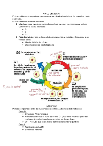 Division-celular.pdf