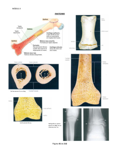 Anatomia M2 Part 2.pdf