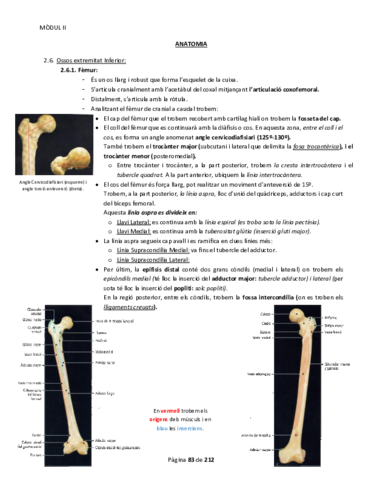 Anatomia M2 Part 3.pdf