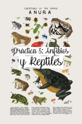 Diario-de-Practicas-III-Reptiles-y-Anfibios.pdf