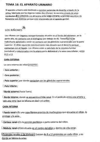 TEMA 16 - Aparato Urinario.pdf