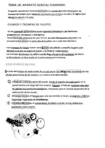 TEMA 18 - Aparato Genital Femenino.pdf