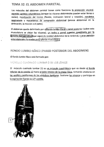 TEMA 32 - Abdomen Parietal (Diafragma).pdf