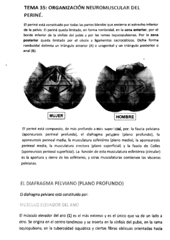 TEMA 35 - Organización Neuromuscular del Periné.pdf