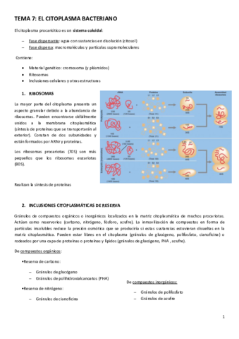 TEMA-7.pdf