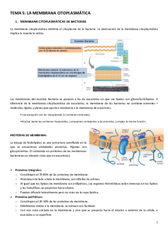 TEMA-5.pdf