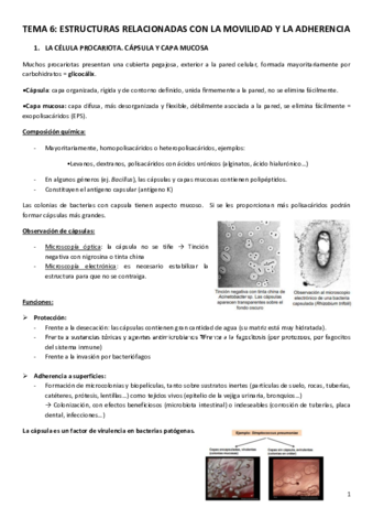 TEMA-6.pdf