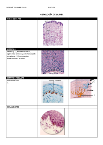 1-HISTOLOGIA-PIEL.pdf