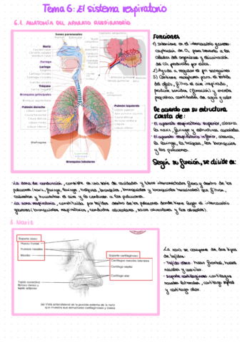 anatomia-y-fisiologia-TEMA-6.pdf