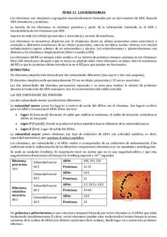 T11-Ribosomas.pdf
