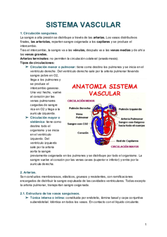 ANATOMIA-VASCULAR.pdf