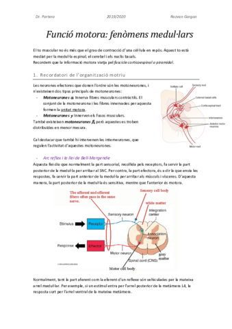 Fisiologia-motora.pdf