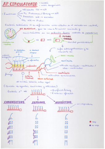 AparatoCirculatorio.pdf