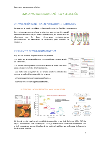 Tema-2-Seleccion-HWE.pdf