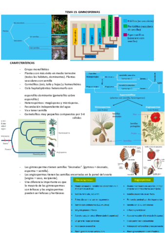tema-19-gimnospermas.pdf