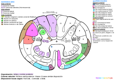 Corte-transversal-medula-espinal.pdf