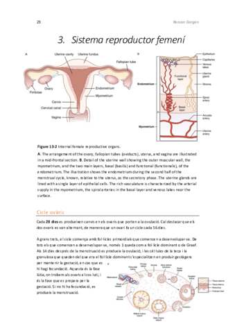 Fisiologia-Reproductor-part-3.pdf
