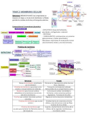 TEMA-2.pdf