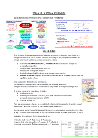 TEMA-12.pdf