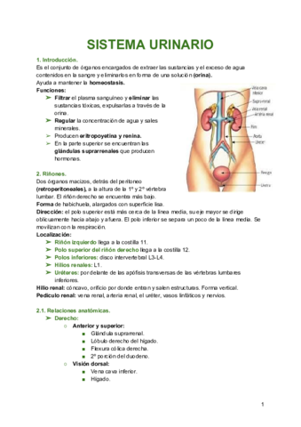 anatomia-S.pdf