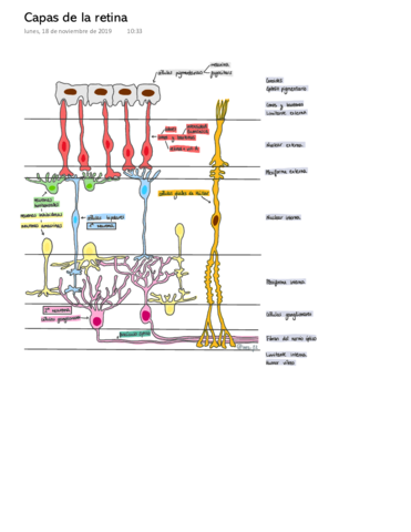 Capas-de-la-retina.pdf