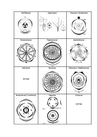 Diagramas florales.pdf