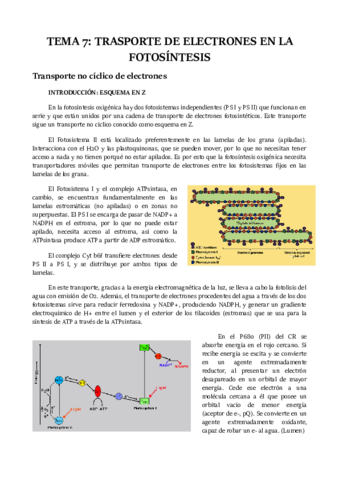 TEMA-7.pdf