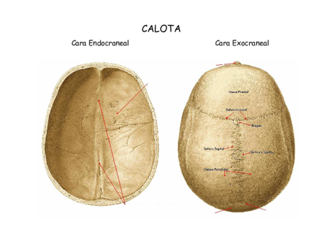 Laminas-huesos-del-craneo-y-la-cara.pdf