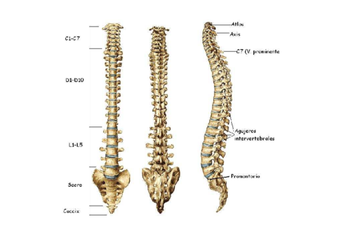 Laminas-columna-vertebral.pdf