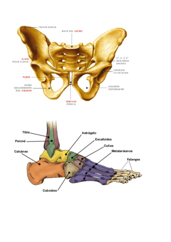 6-Pelvis-y-pie.pdf