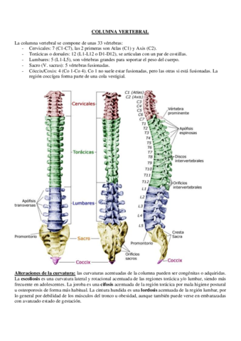3-Columna-vertebral.pdf