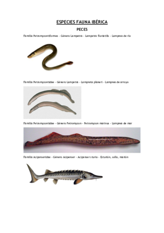 Especies-Fauna.pdf