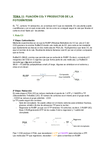 TEMA-11-FIJACION-CO2-1.pdf