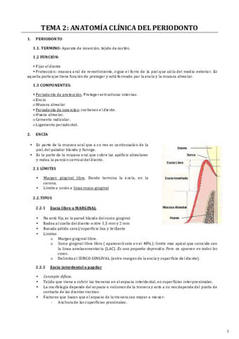 TEMA 2 PERIO. ANATOMIA.pdf