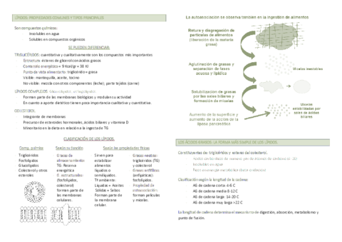TEMA 3. Los lípidos.pdf