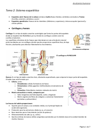 Tema-2-anatomia-convertido.pdf
