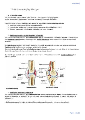 Tema-3-anatomia-convertido.pdf